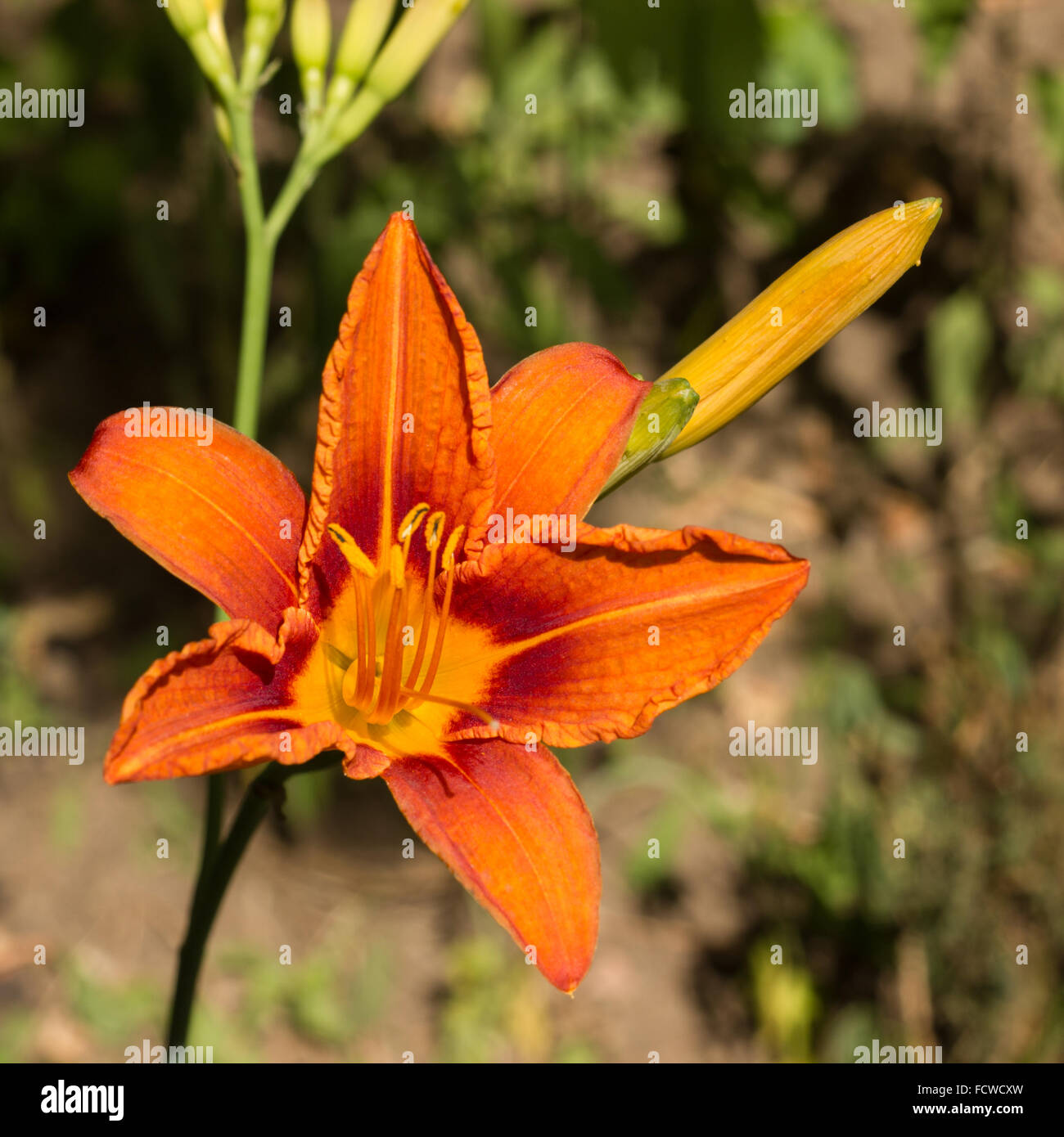 Primo piano di un Lilium (Giglio) fiore Foto Stock