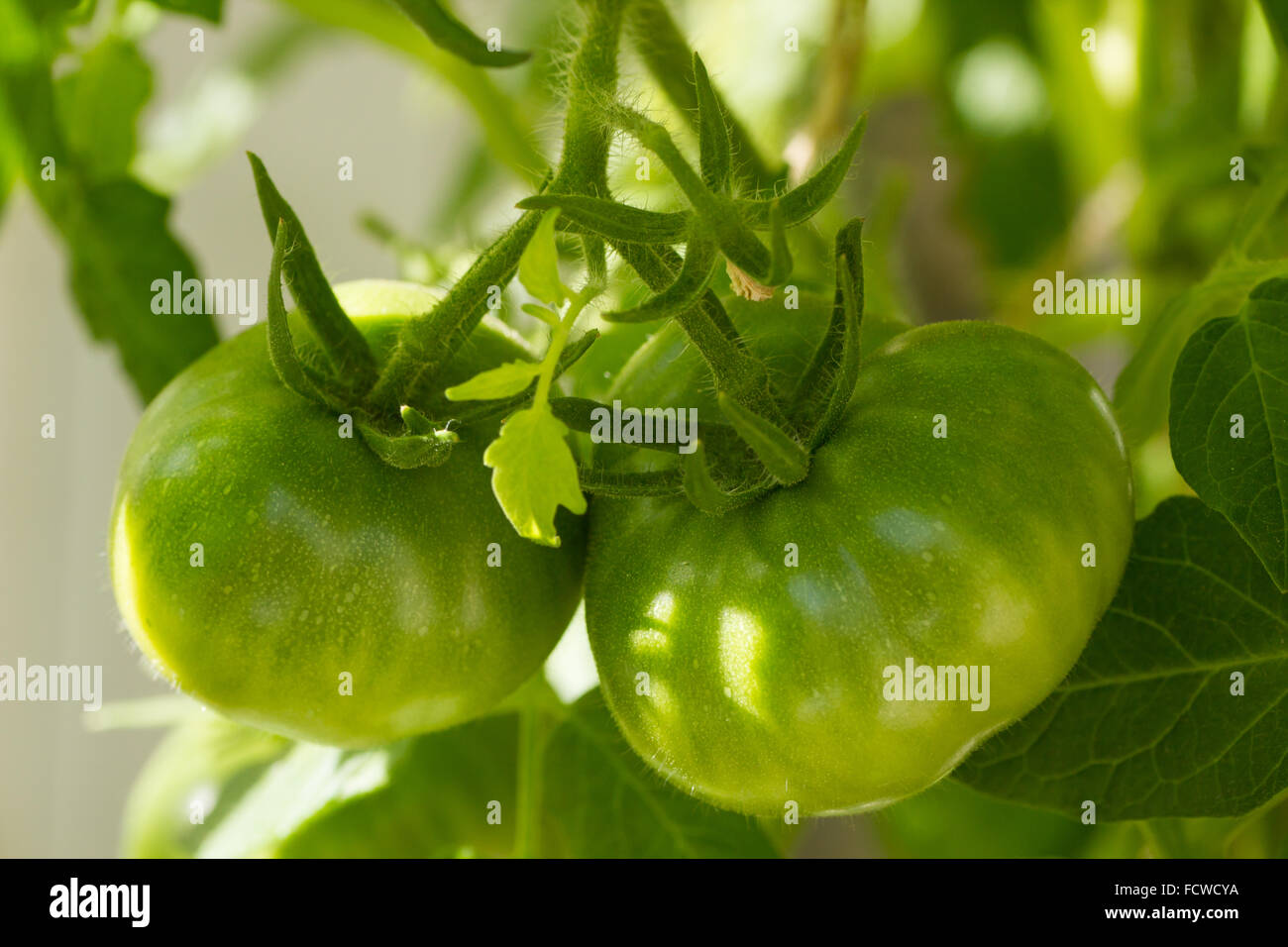 Primo piano di 2 pomodori verdi che crescono su di un ramo Foto Stock