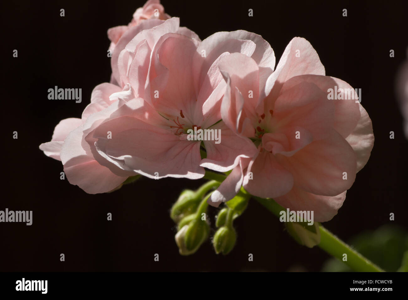Foto macro di luce rosa Pelargonium hortorum su sfondo scuro Foto Stock