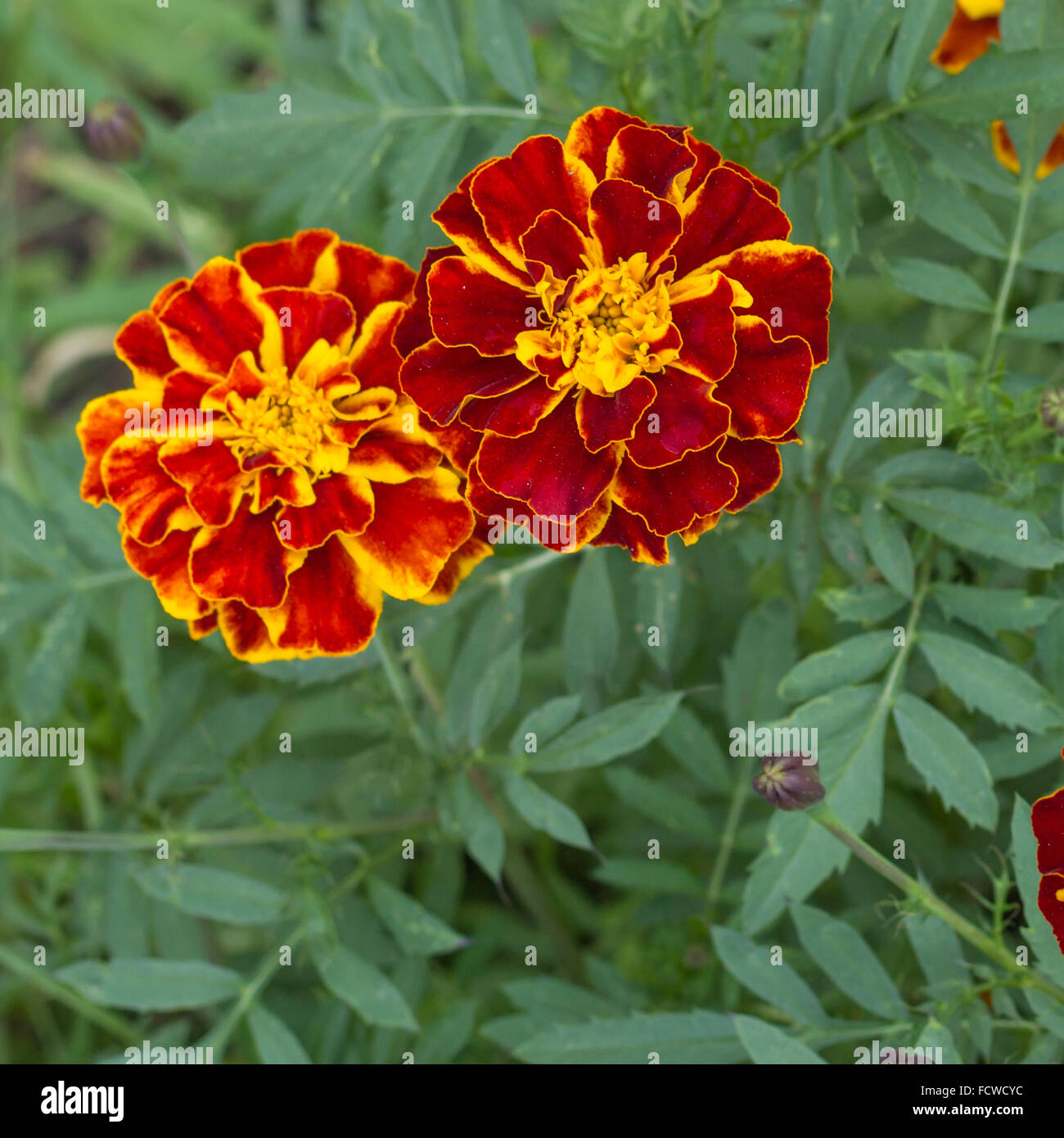 Calendula (Tagetes) Fiori, una famosa pianta di giardino con colori luminosi e chiari Foto Stock