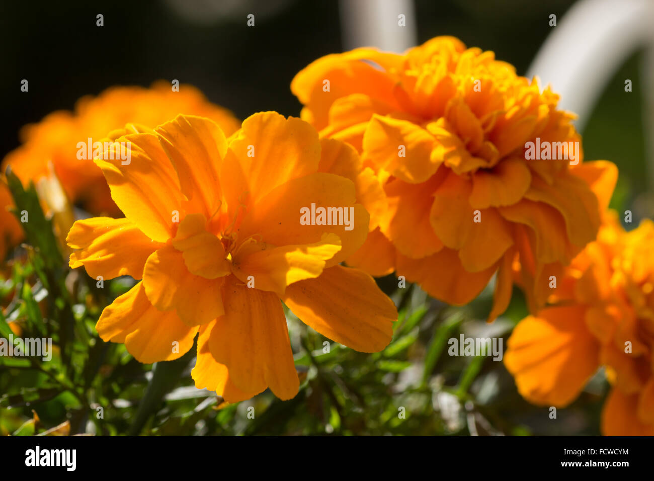 Calendula (Tagetes) Fiori, una famosa pianta di giardino con colori luminosi e chiari Foto Stock