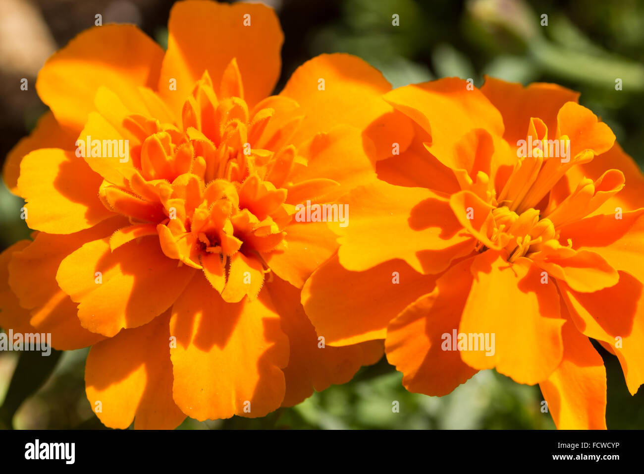 Calendula (Tagetes) Fiori, una famosa pianta di giardino con colori luminosi e chiari Foto Stock