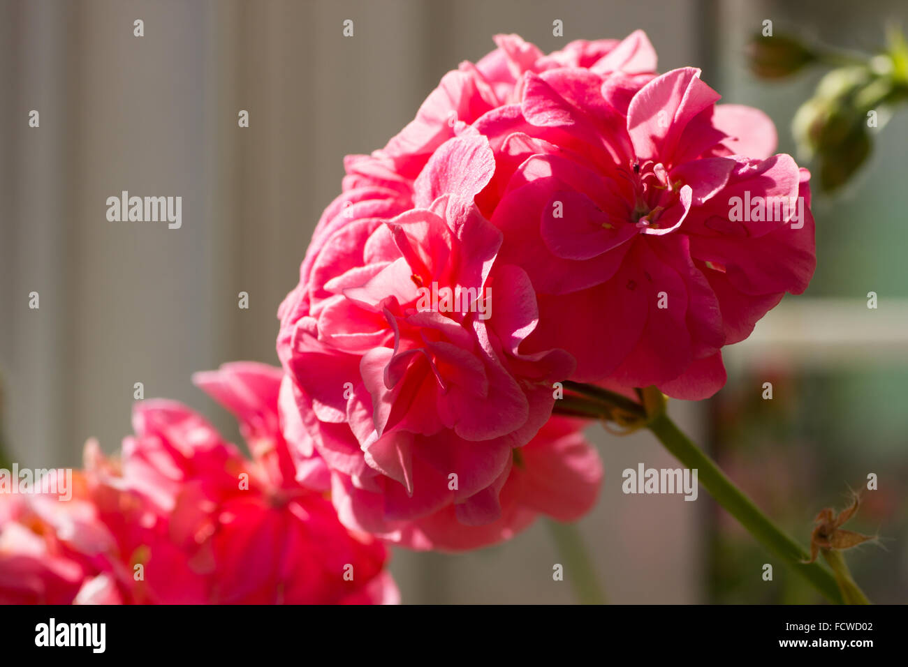 Primo piano della rosa Pelargonium hortorum (geranio) Foto Stock