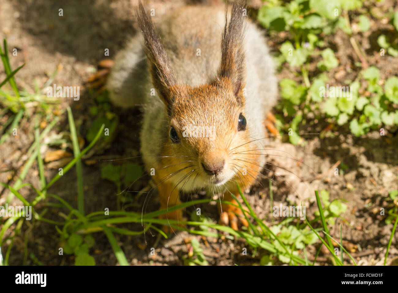 Red scoiattolo (Sciurus vulgaris) in un parco in primavera Foto Stock