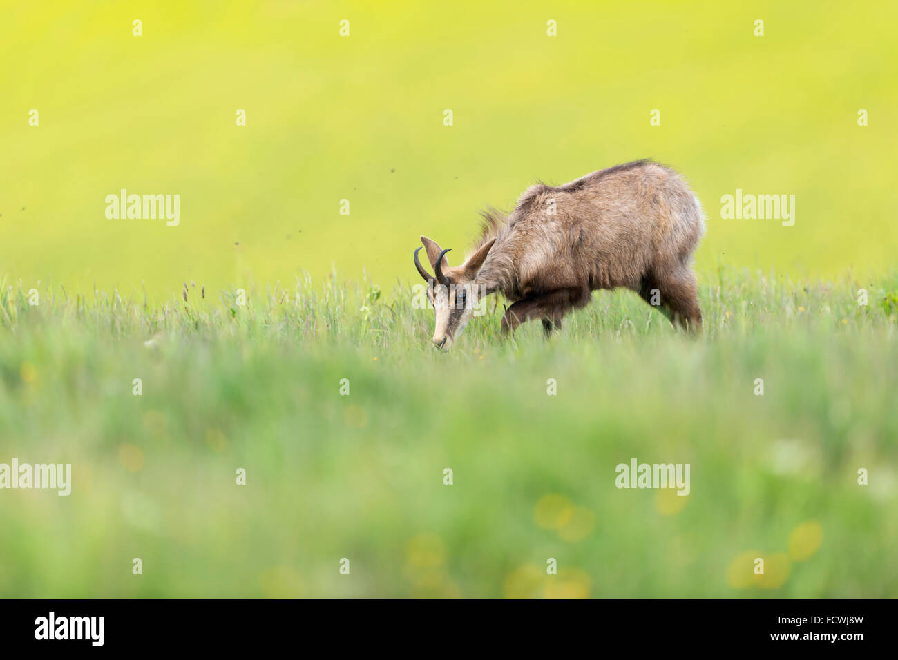 Il camoscio / Gaemse ( Rupicapra rupicapra ) sul verde e fresco pascoli di montagna, rovistando erba, fauna selvatica, Vosges, Francia. Foto Stock
