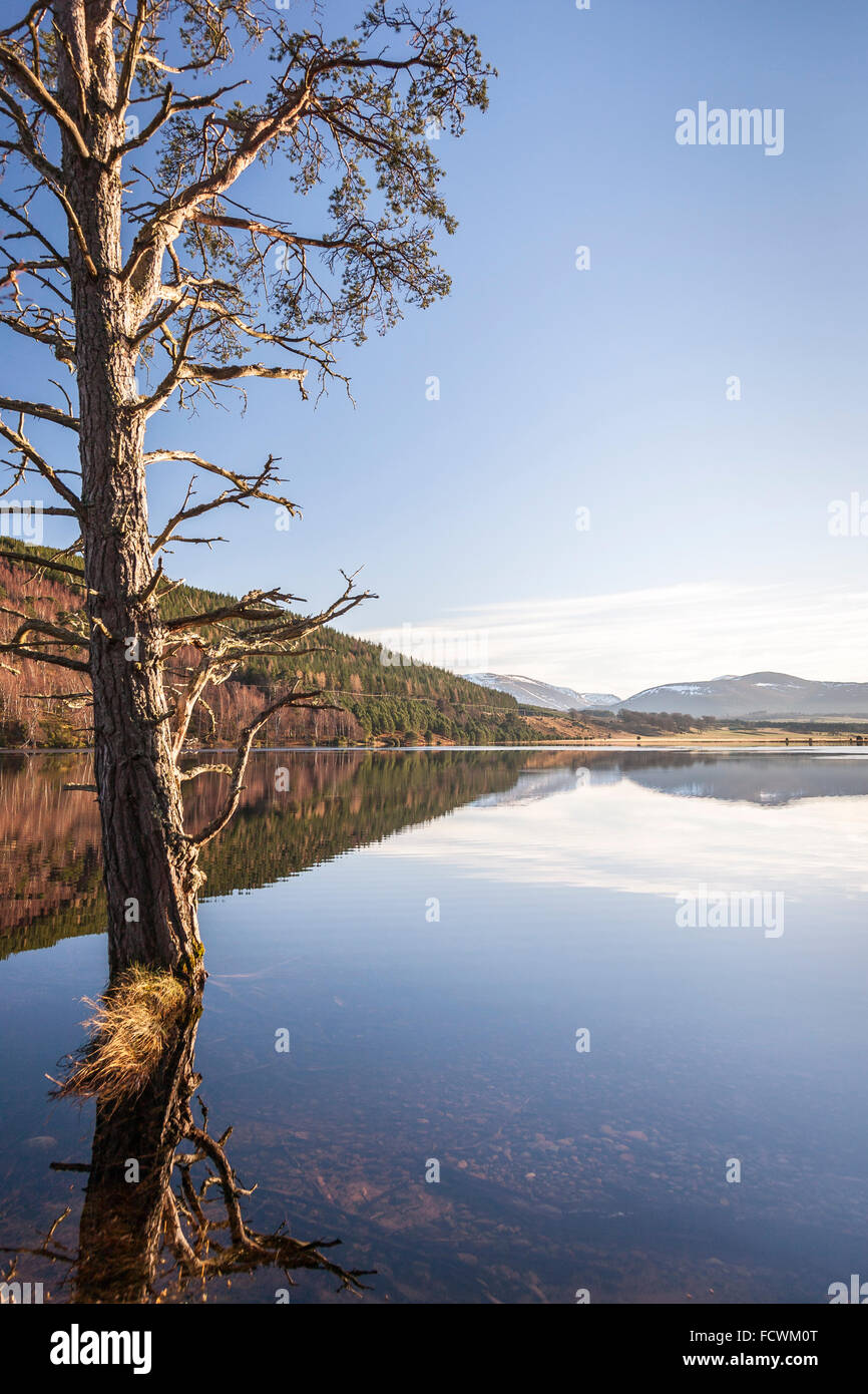 Loch Pityoulish nel Parco Nazionale di Cairngorms della Scozia. Foto Stock