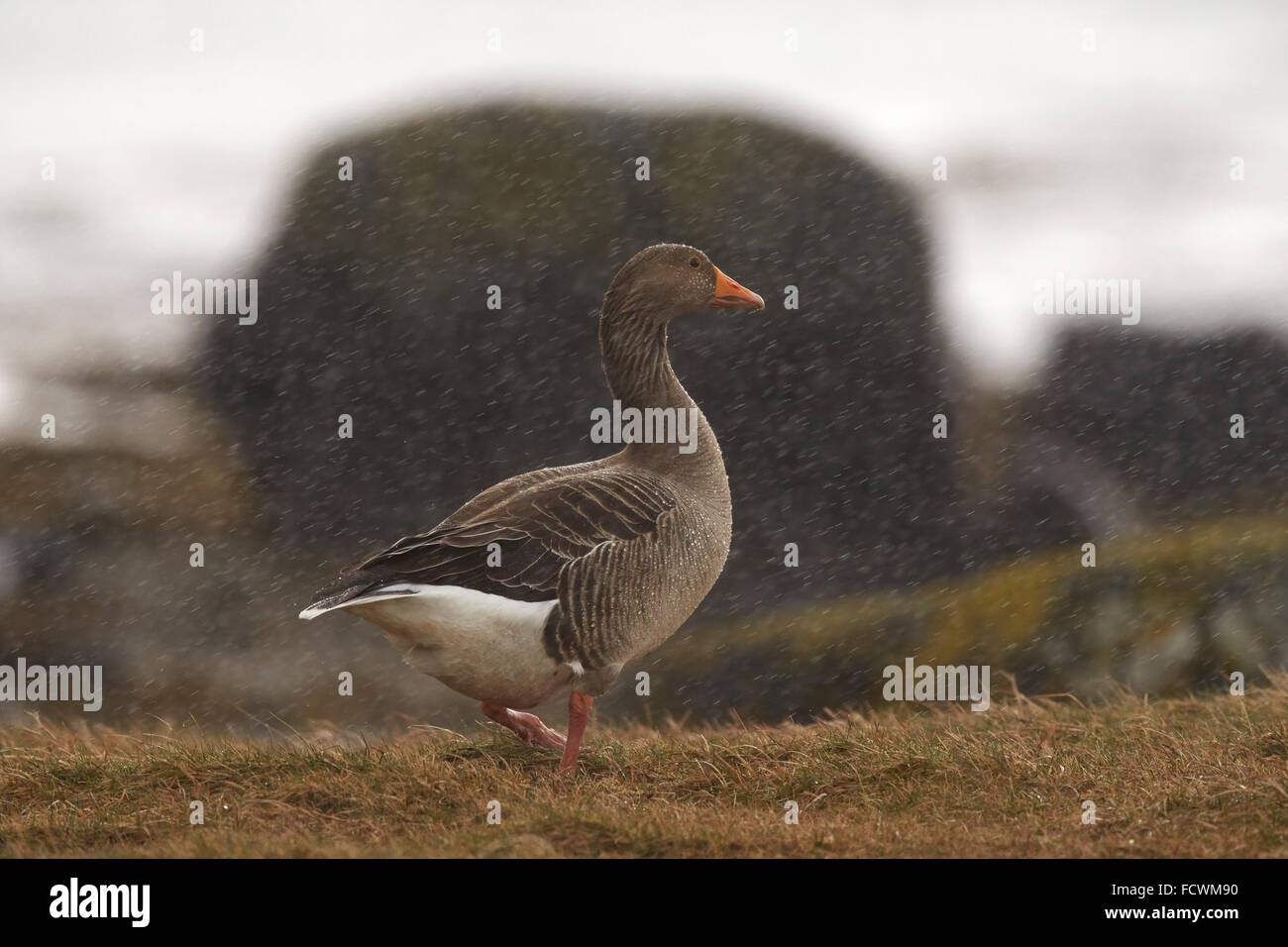 Pink Footed Goose sotto la pioggia (Anser brachyrhynchus) Scozia, Regno Unito Foto Stock