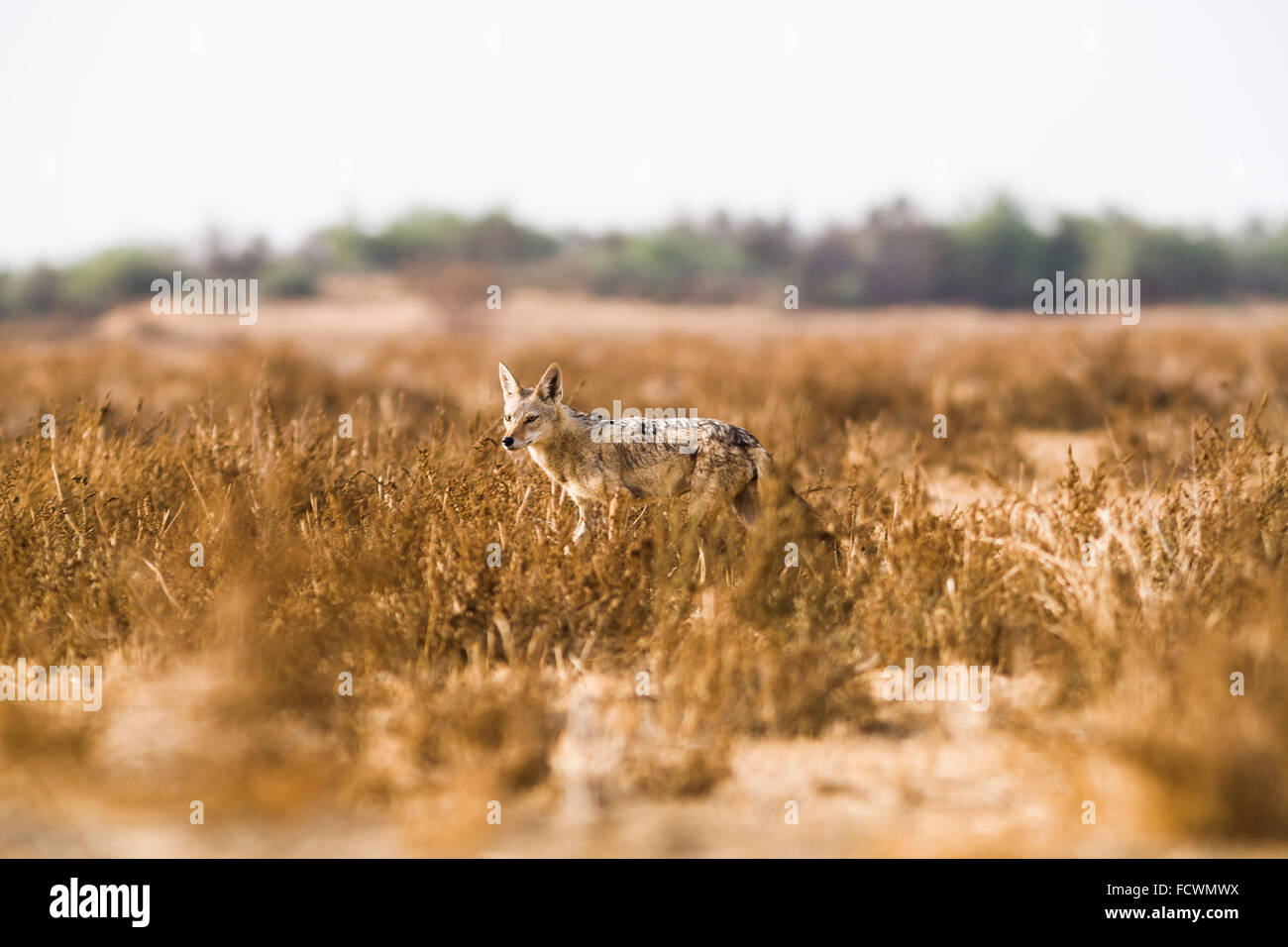 Golden jackal (Canis aureus), Djoudj National Park, Senegal Foto Stock