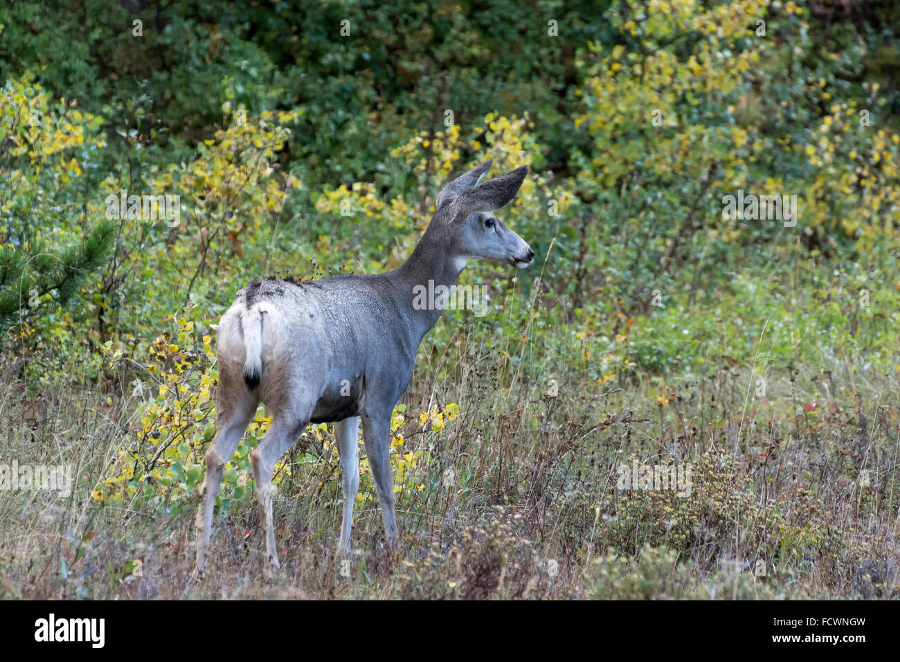 Mule Deer (Odocoileus hemionus) Foto Stock