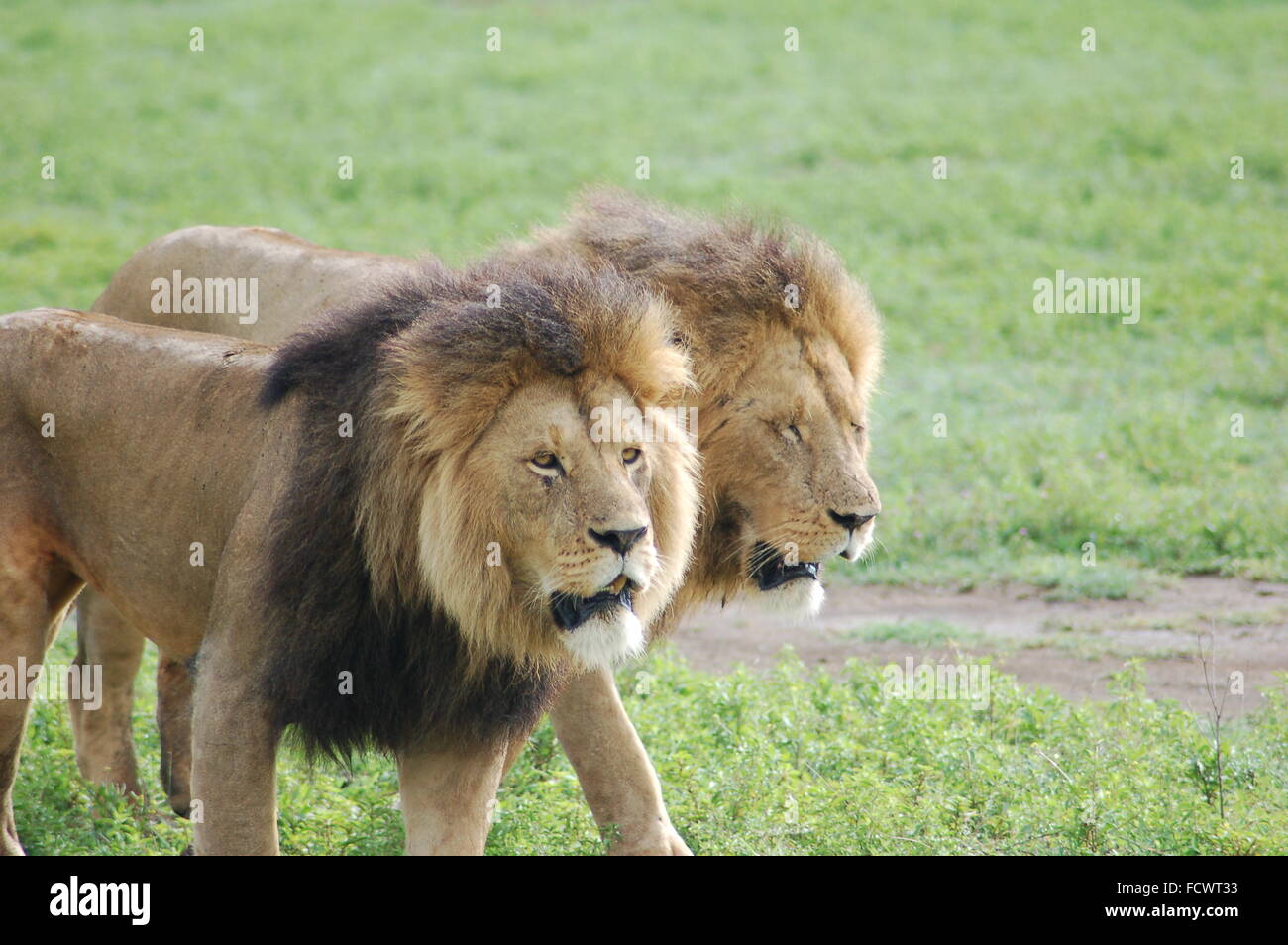 Una coppia di leoni africani proteggendo il loro orgoglio territorio. Foto Stock