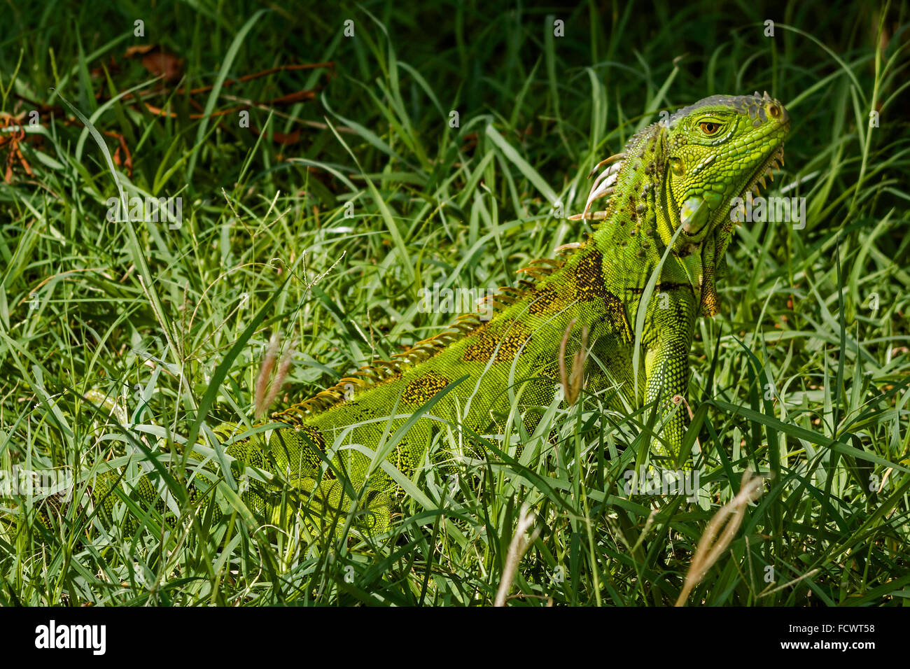 Iguana verde muovendosi attraverso l'Erba Philipsburg Saint Martin West Indies Foto Stock