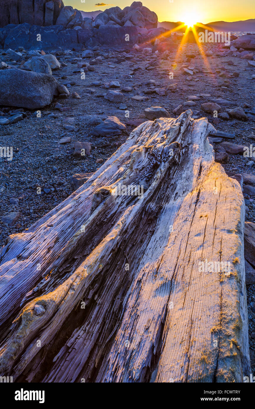 Driftwood sulla spiaggia Zephyr, Lake Tahoe Foto Stock