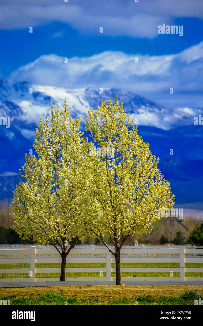 Carson Valley in primavera, Navada Foto Stock