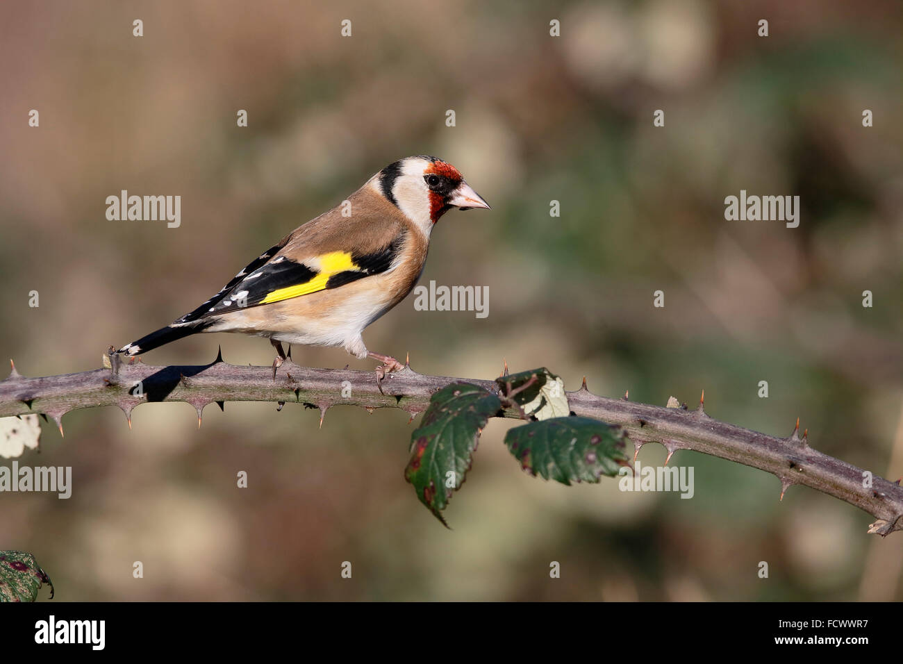 Cardellino, Carduelis carduelis, singolo uccello sul ramo, Warwickshire, Gennaio 2016 Foto Stock