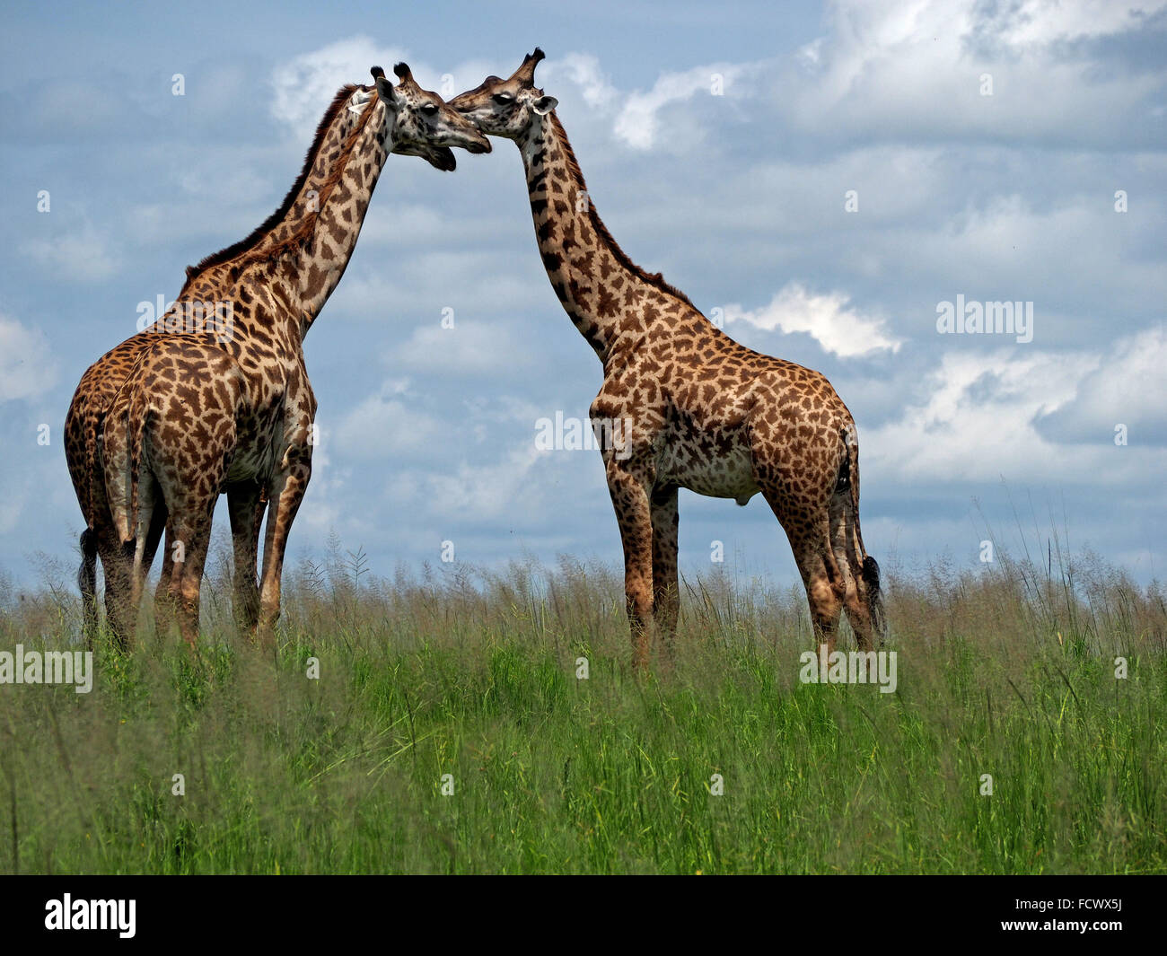 Tre Masai Giraffe (Giraffa Camelopardalis) ottenere le loro teste insieme come un treppiede in Ruaha NP Tanzania Foto Stock