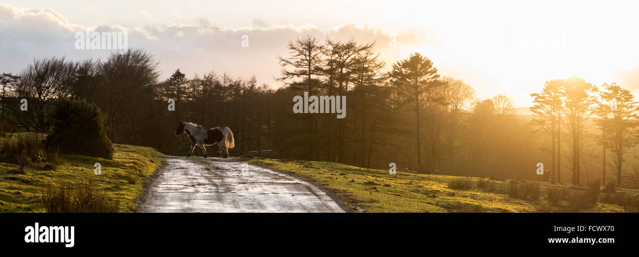 Llanllwni, Carmarthanshire, UK 25 gennaio 2016 cavalli pascolano come il sole tramonta in una breve tregua dalla pioggia che è stato persistente per tutto il giorno, più è prevista pioggia durante la notte e per i prossimi giorni di credito: Steffan morgan/Alamy Live News Foto Stock
