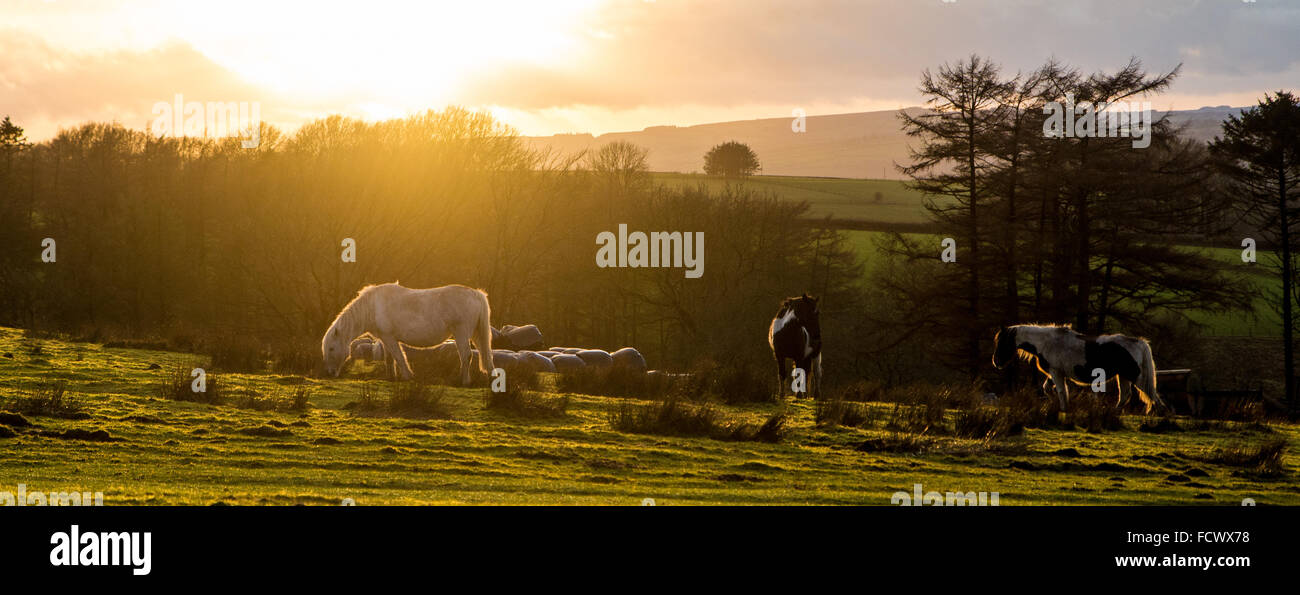 Llanllwni, Carmarthanshire, UK 25 gennaio 2016 cavalli pascolano come il sole tramonta in una breve tregua dalla pioggia che è stato persistente per tutto il giorno, più è prevista pioggia durante la notte e per i prossimi giorni di credito: Steffan morgan/Alamy Live News Foto Stock