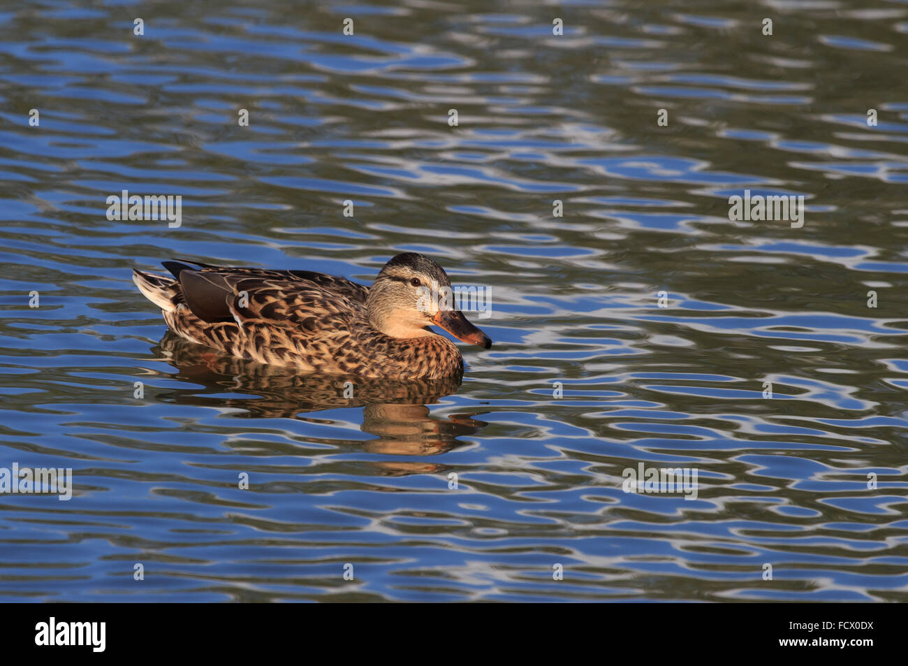 Femmina Mallard Duck nuoto su un laghetto nel Regno Unito Foto Stock