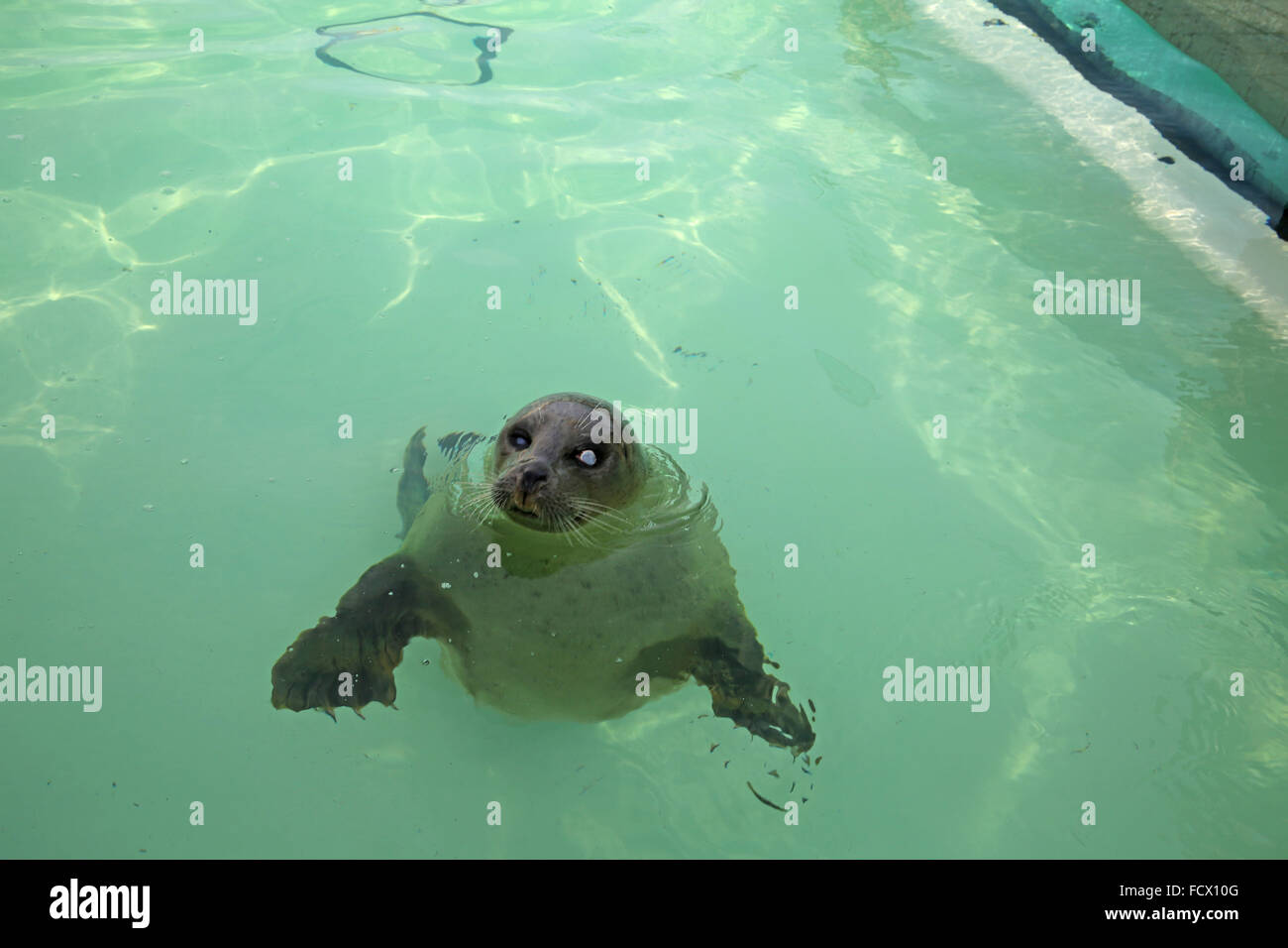 Una guarnizione di tenuta nel Pool Ecomare di Texel Foto Stock