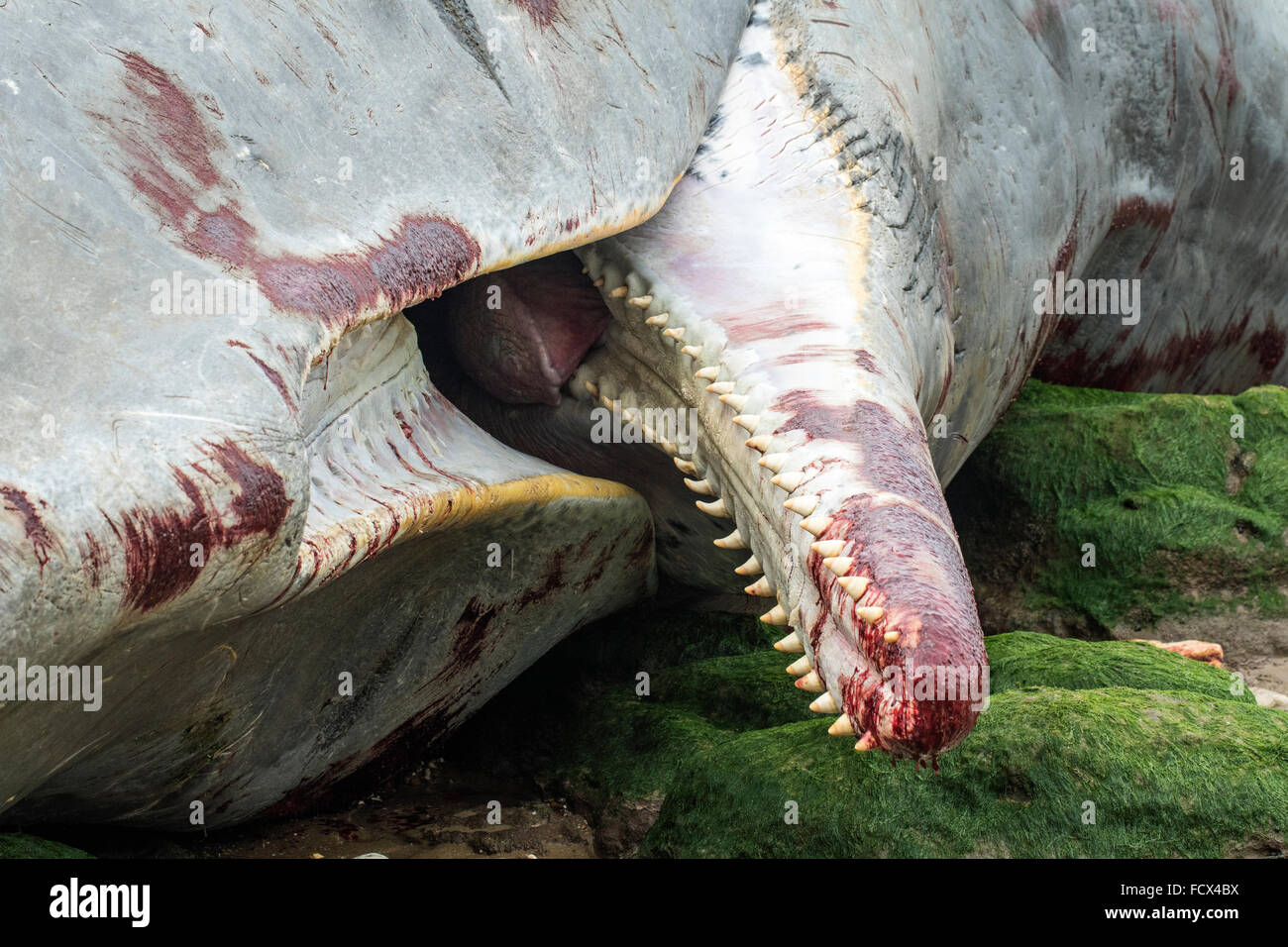 La bocca e la ganascia di un morto Capodoglio (Physeter macrocephalus) cordato a Hunstanton, Norfolk, Inghilterra Foto Stock