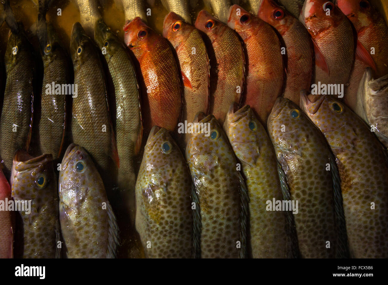 Pesce fresco per la vendita su un mercato in stallo il mercato del pesce in Kota Kinabalu, Malayasia Borneo. Foto Stock