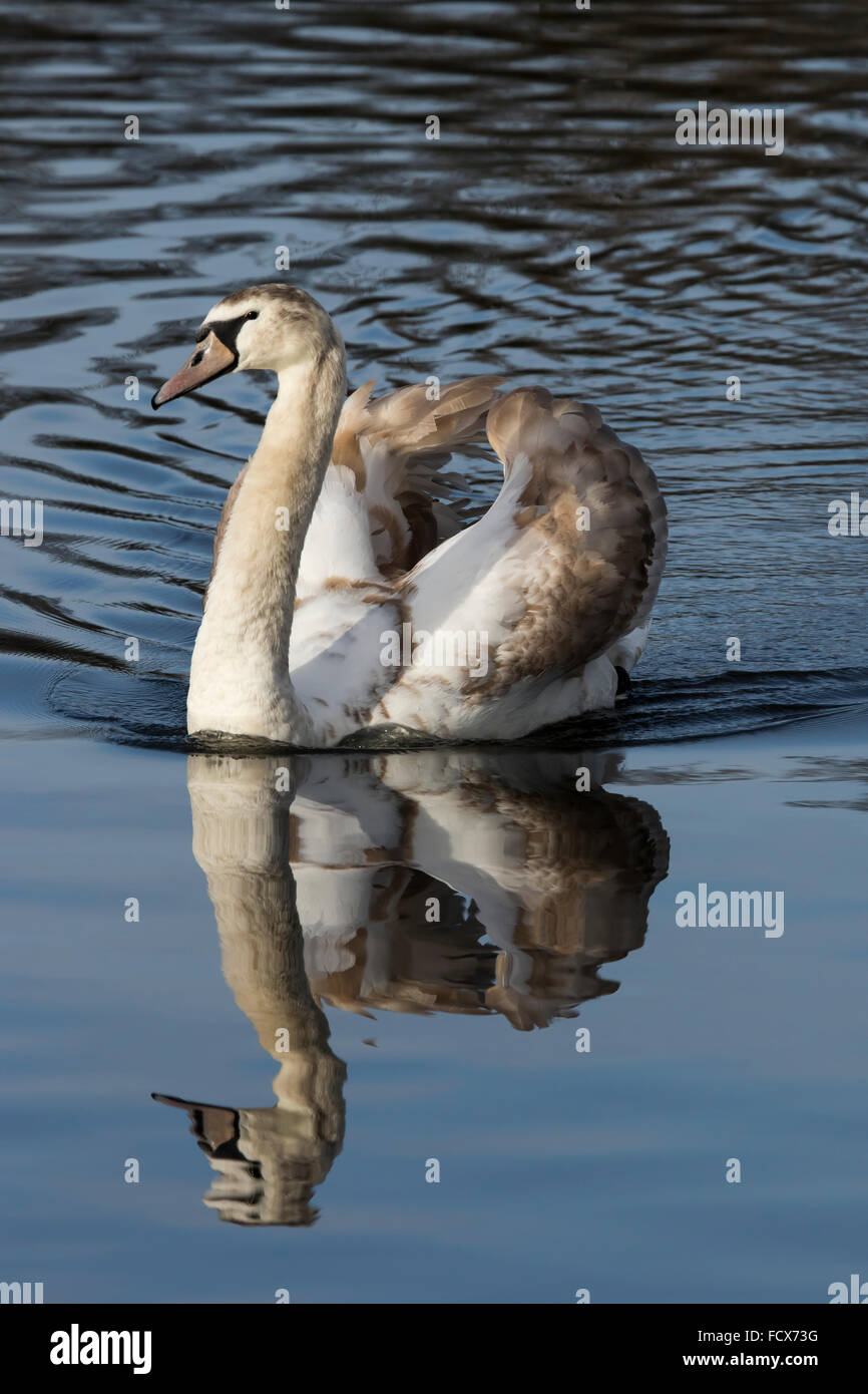 Immaturo cigni cygnets, amorevole e aggressivo Foto Stock