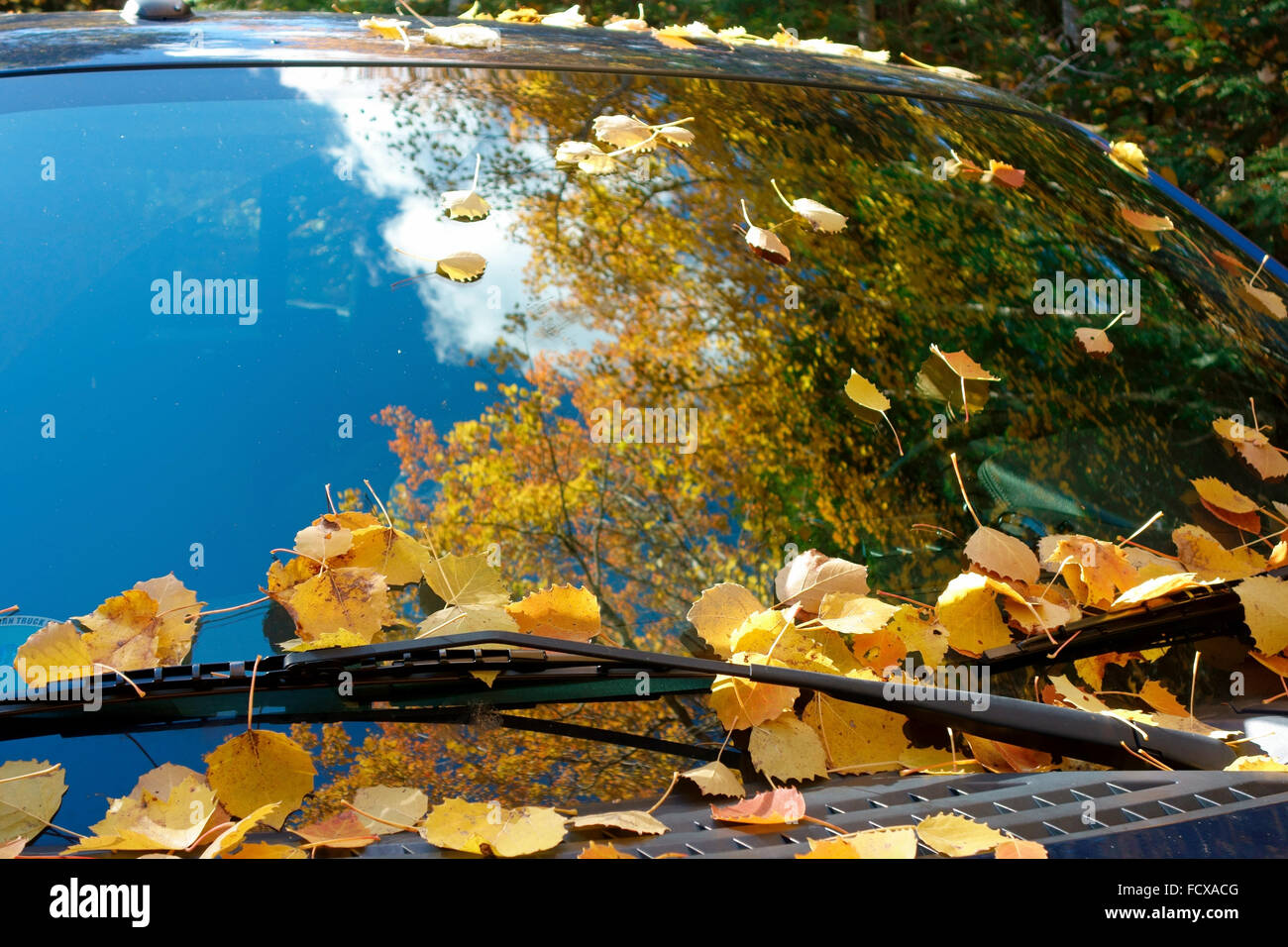 Foglie di autunno e cielo blu riflessioni sul parabrezza in vetro a specchio di un automobile Foto Stock
