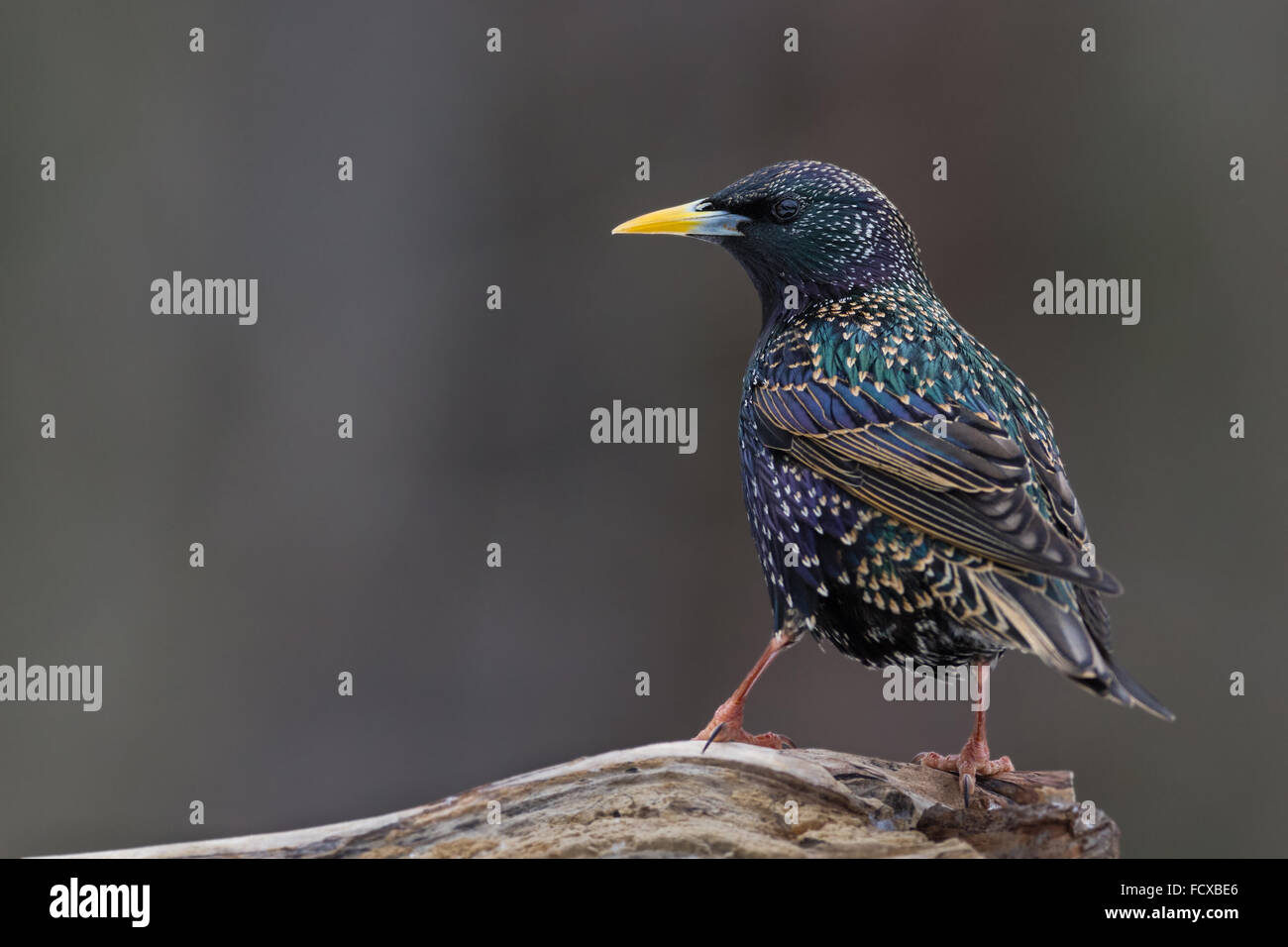Un Europeo starling appollaiato su un log. Foto Stock