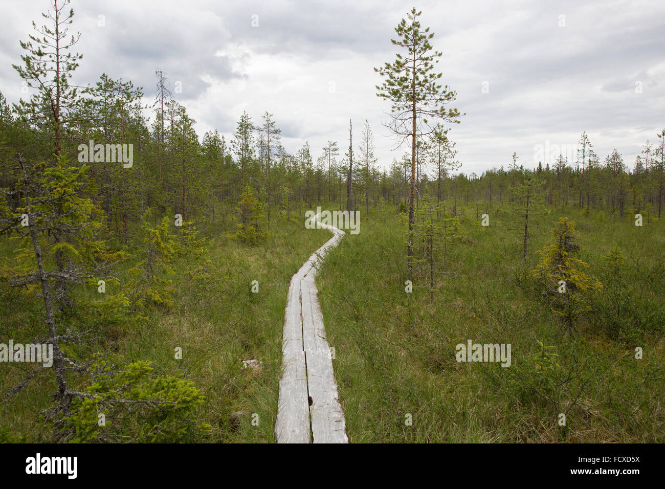 Una melma aapa sentiero natura attraverso la palude e boschi del Circolo Polare Artico Area escursionistica vicino a Rovaniemi, Finlandia Foto Stock