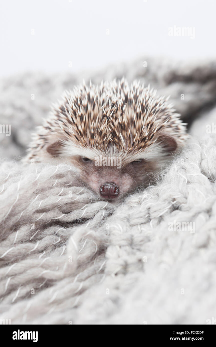 Riccio con i suoi occhi chiusi in grigio di lana per maglieria Foto Stock