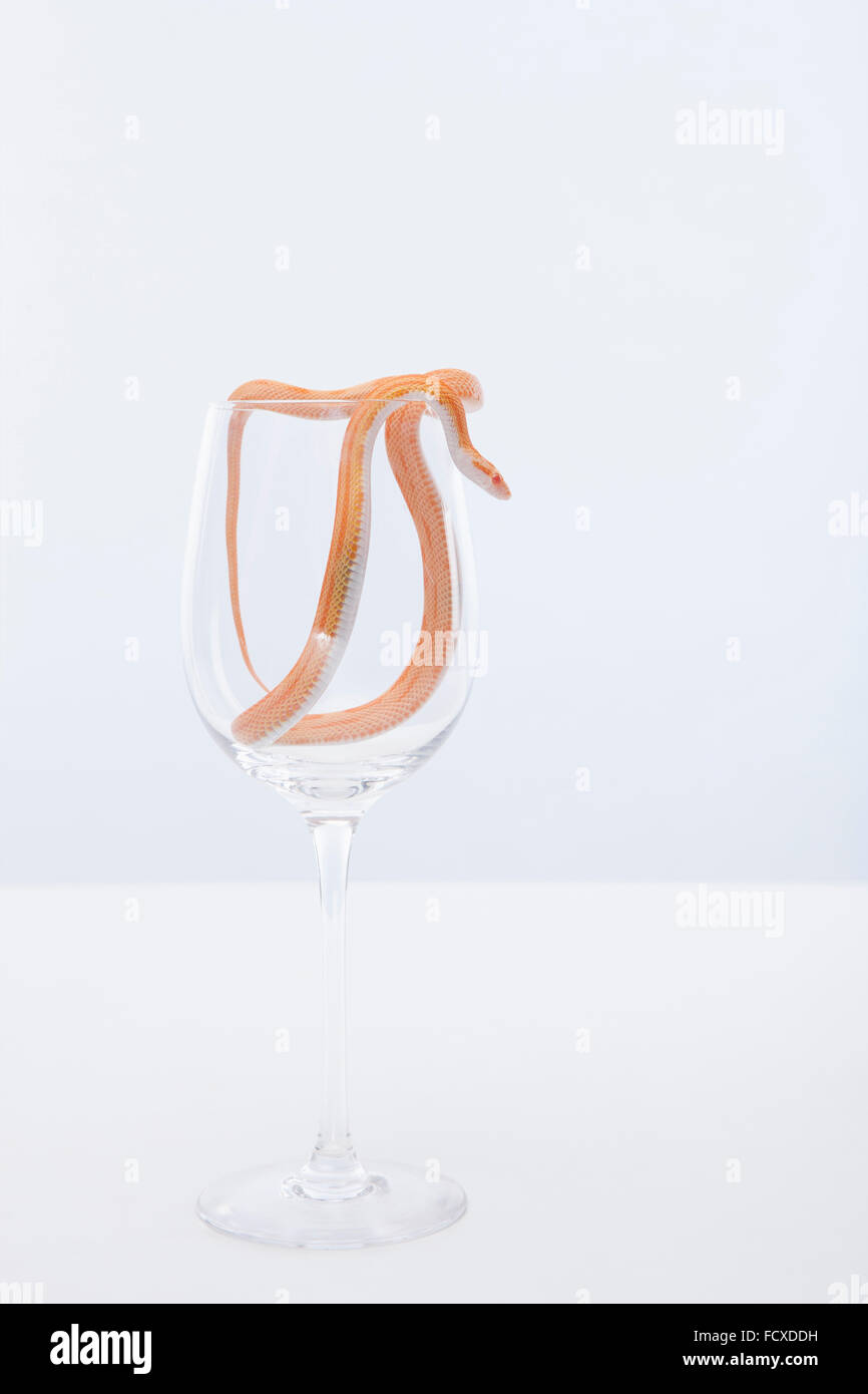 Colore arancione del serpente strisciando verso il basso al di fuori di un bicchiere di vino Foto Stock