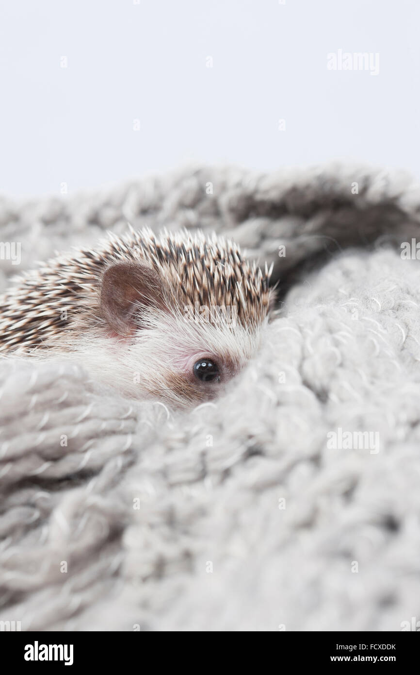 Riccio nascosto in grigio di lana per maglieria Foto Stock