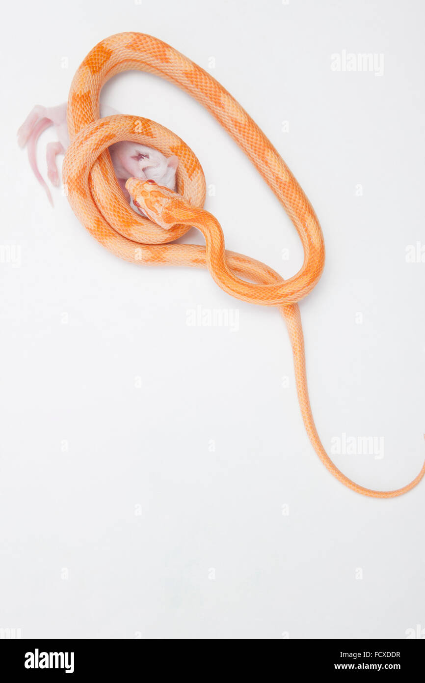 Elevato angolo di un colore arancione del serpente avvolto intorno a un ratto e mangiarlo Foto Stock