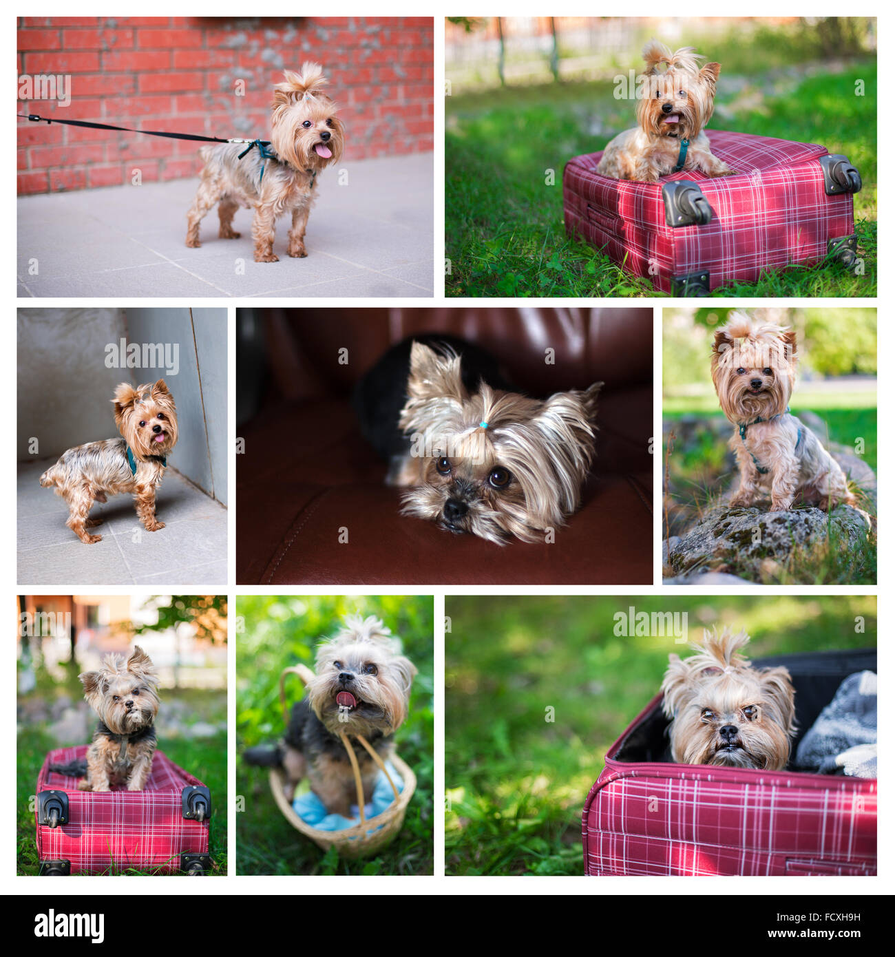 Photo Collage di Yorkshire Terrier. Impostare per opuscoli sui cani e viaggi con cani Foto Stock