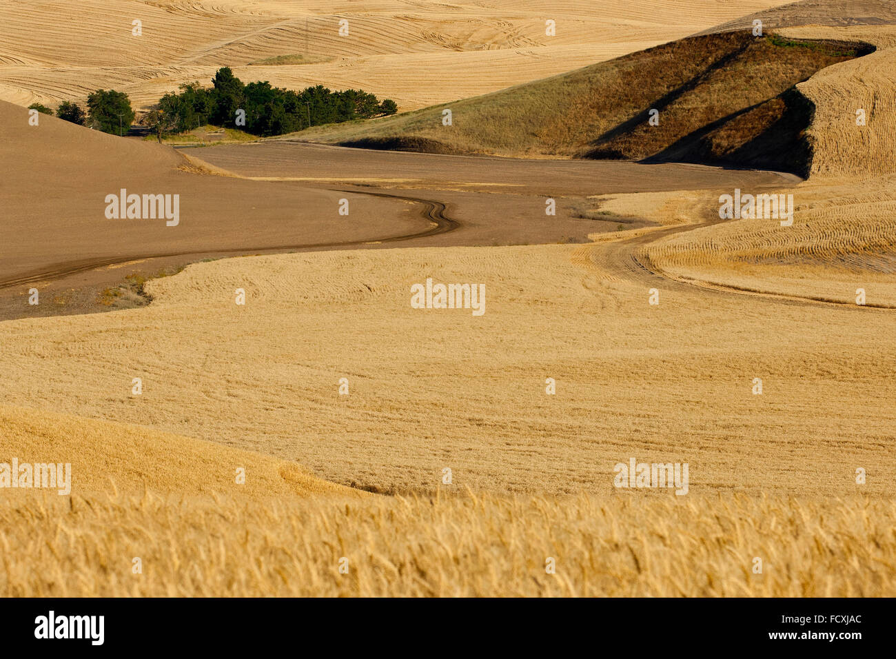 Campi di grano nella regione Palouse di Washington Foto Stock