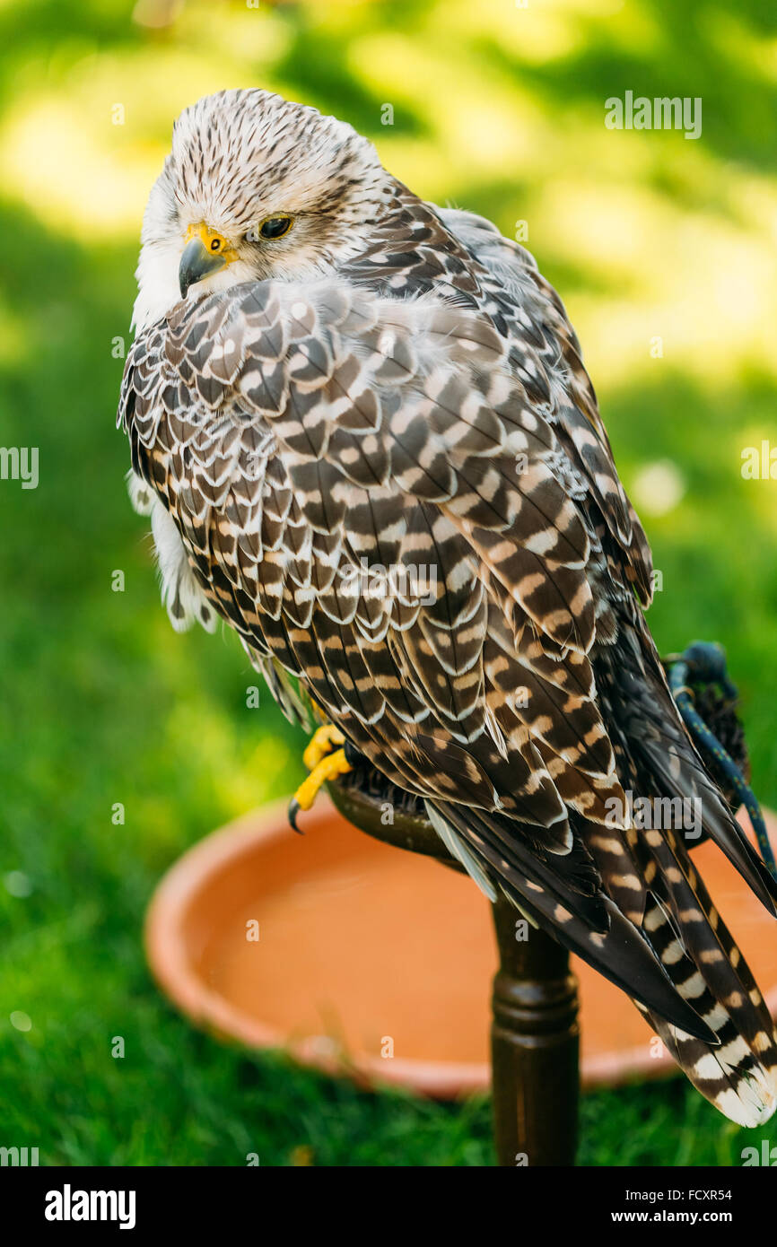 Gyrfalcon ibrido e Saker Falcon. In cattività, lanners e sakers può incrociare e gyrfalcon-saker ibridi sono anche dispon Foto Stock