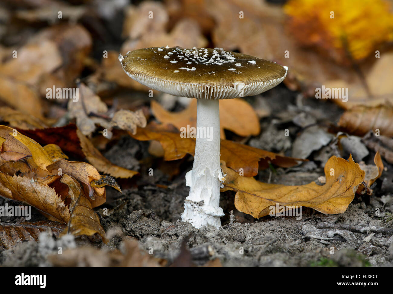 Tappo di Panther (Amanita pantherina), altamente tossici, il Cantone di Ginevra, Svizzera Foto Stock