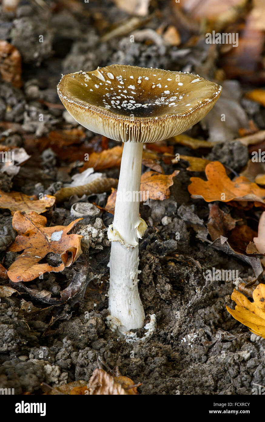 Tappo di Panther (Amanita pantherina), altamente tossici, il Cantone di Ginevra, Svizzera Foto Stock