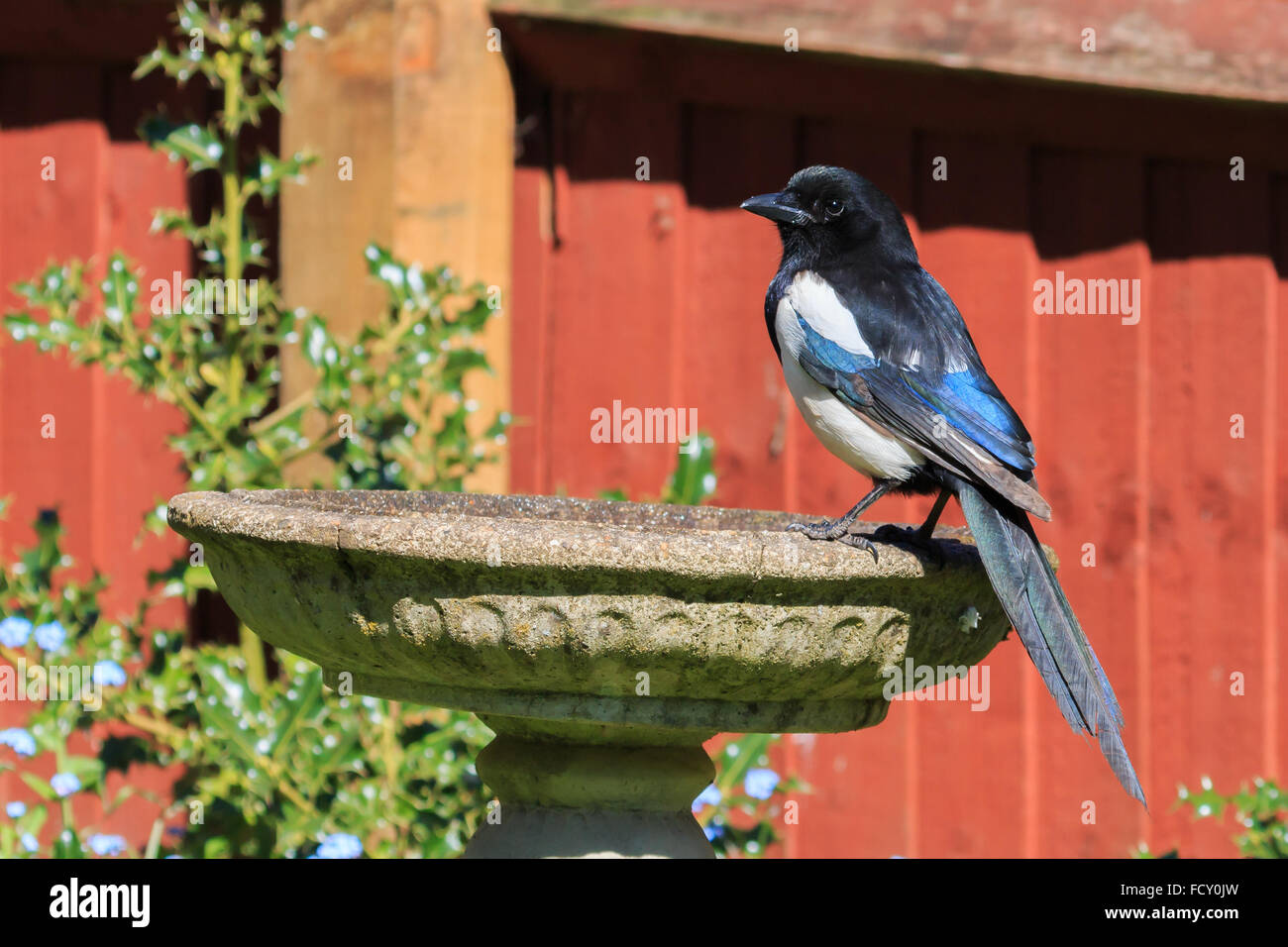 Gazza appollaiato sul bagno di uccelli su una soleggiata giornata di primavera in un giardino DEL REGNO UNITO Foto Stock