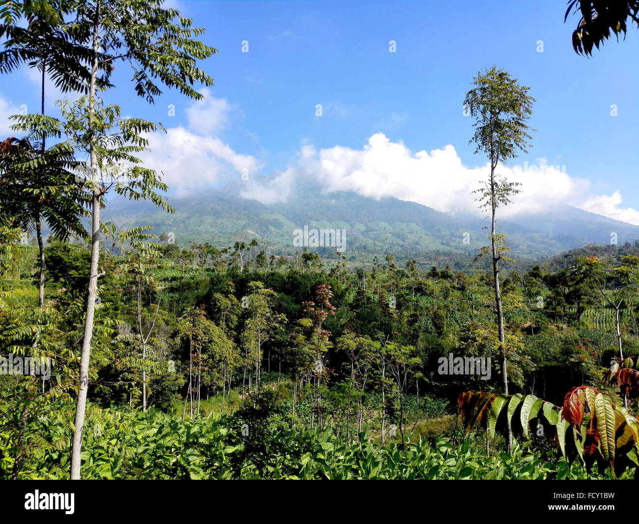 Indonesia Java Centrale Monte Merbabu nelle prime ore del mattino Adrian Baker Foto Stock
