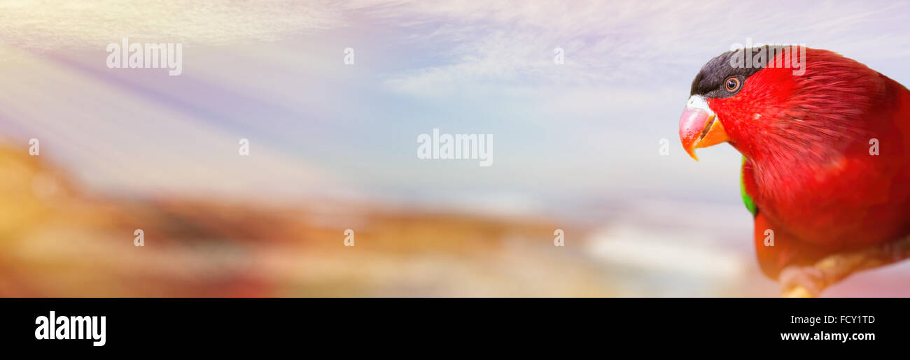 Rosso brillante parrot sullo sfondo sfocato con soleggiata spiaggia tropicale. Astrazione turistica con bokeh di fondo. Un substrato di sfondo Foto Stock