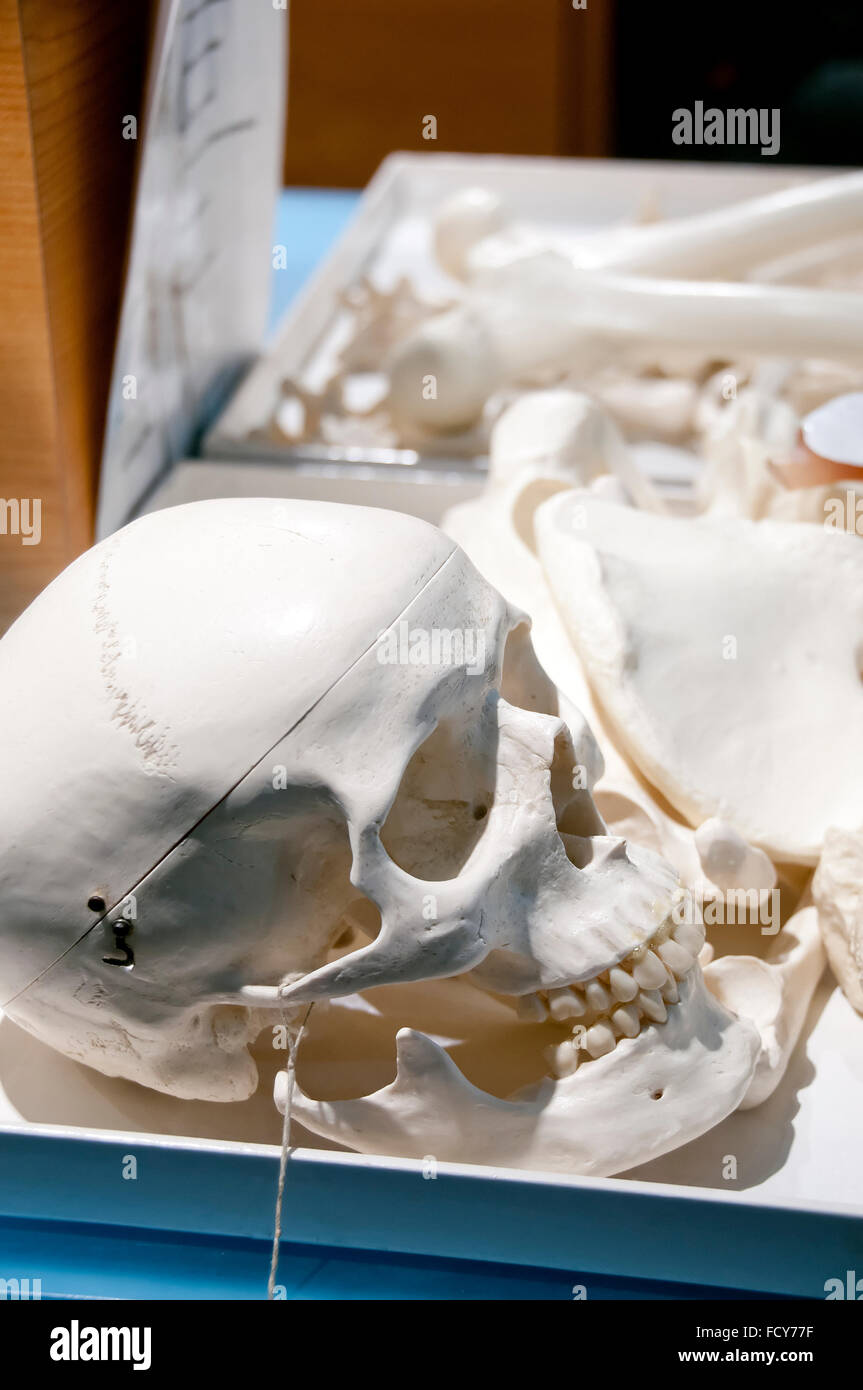 Cranio umano sul visualizzatore in corrispondenza di un museo di scienza naturale Foto Stock