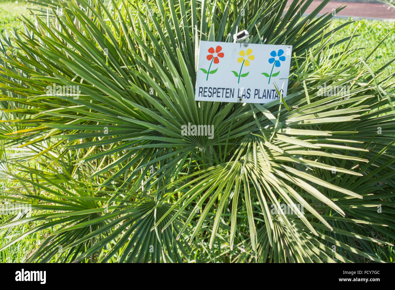 Palm Tree e segno di rispetto delle piante Foto Stock