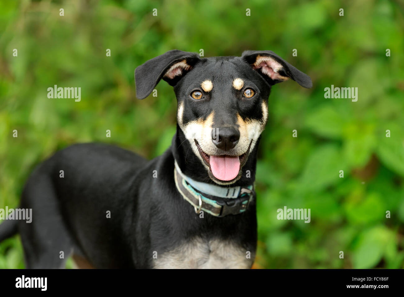 Happy dog è un grazioso cucciolo di cane con un grande sorriso sul suo volto. Foto Stock