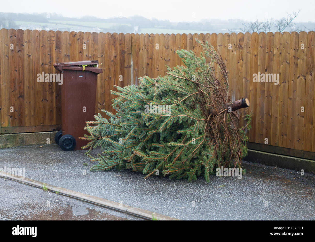 Un albero di Natale a sinistra fuori dopo Natale per il riciclaggio dal consiglio locale in Cornwall, Regno Unito Foto Stock