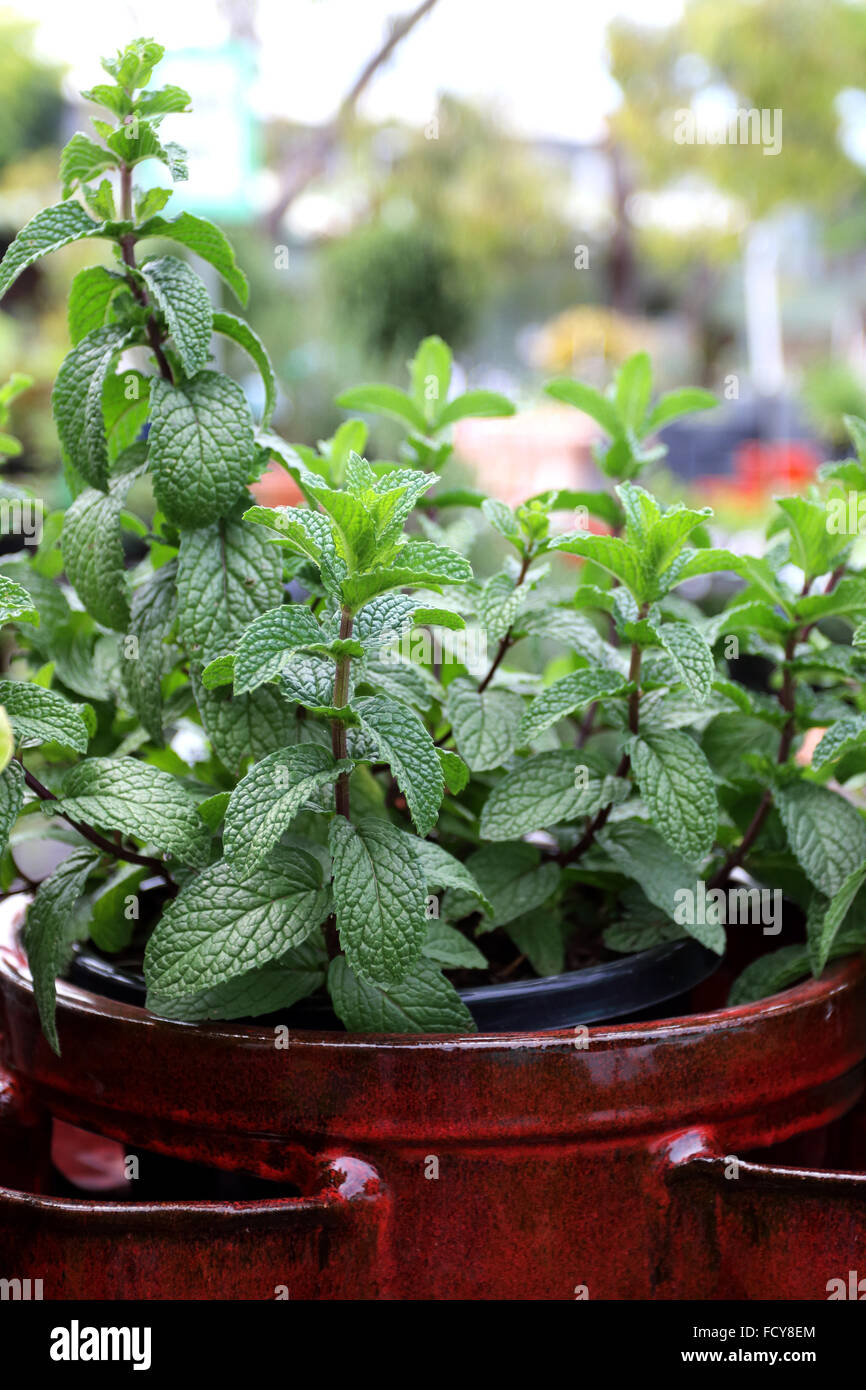 In prossimità della pianta di menta verde o noto come Mentha spicata Foto Stock