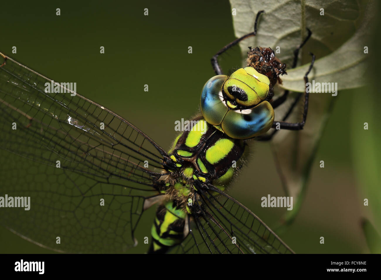 L'Occhio composto di un southern Hawker dragonfly, (Aeshna cyanea), Gloucestershire, Inghilterra, Regno Unito. Foto Stock