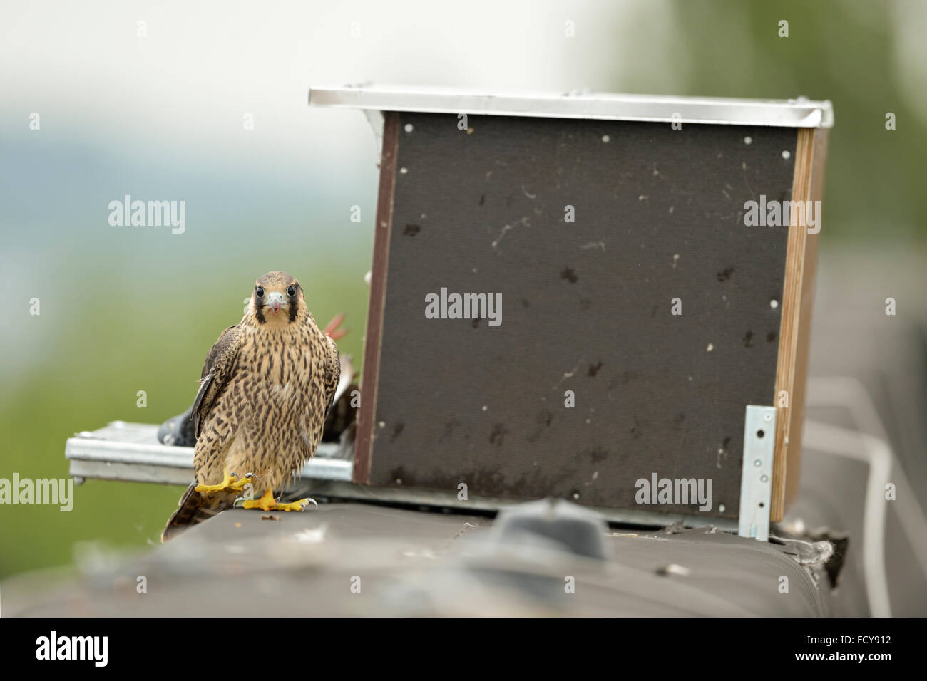 Falco pellegrino ( Falco peregrinus ), neonata, arroccato sul bordo di un tetto industriale di fronte ad un uomo fatto di aiuto di nidificazione. Foto Stock