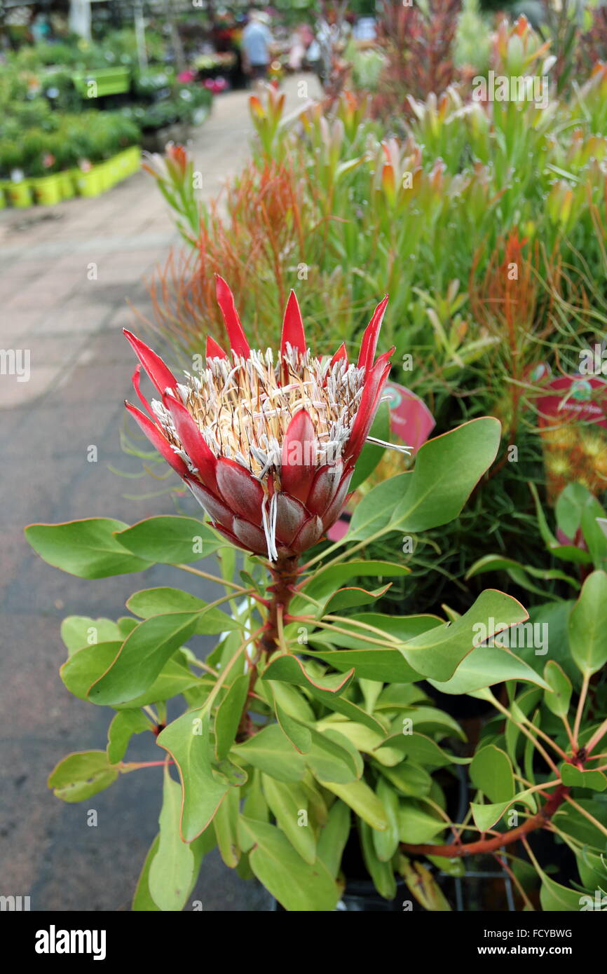 Protea cynaroides o noti come re Protea o piccolo principe Protea è del Sud Africa fiore nazionale Foto Stock