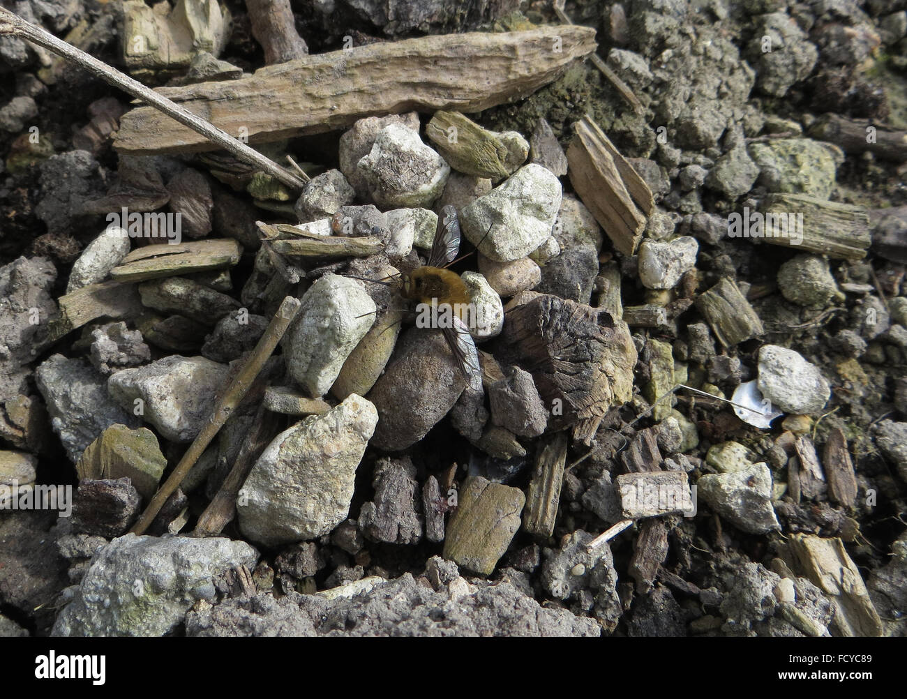 Grandi bee fly (Bombylius major) sulla pila di ciottoli e trucioli di legno in vuote letto floreale Foto Stock